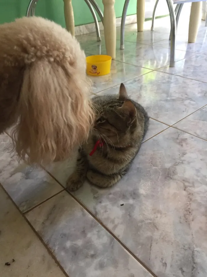 Gato ra a SRD idade 1 ano nome Sininho