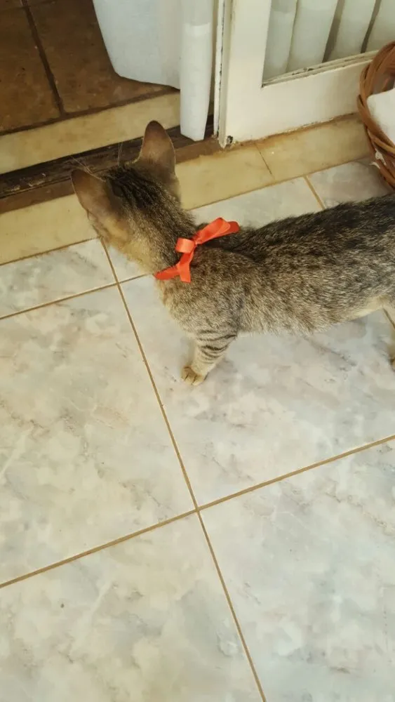Gato ra a SRD idade 1 ano nome Sininho