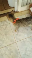 Sininho