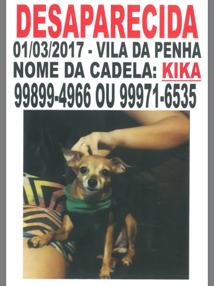 Cachorro ra a Pinscher idade 6 ou mais anos nome Kika