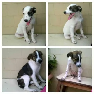Cachorro raça srd idade 2 a 6 meses nome Lola/ Vick