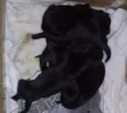 Cachorro raça vira lata idade Abaixo de 2 meses nome sem nome