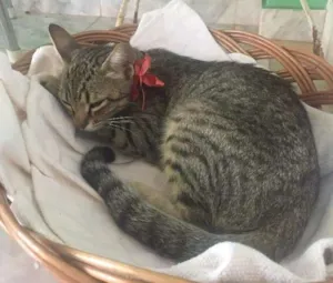 Gato raça SRD idade 1 ano nome Sininho