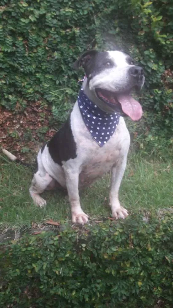 Cachorro ra a Pit bull idade 3 anos nome Tristão 