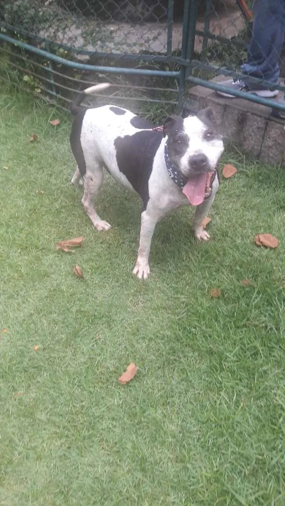 Cachorro ra a Pit bull idade 3 anos nome Tristão 