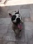 Pirata