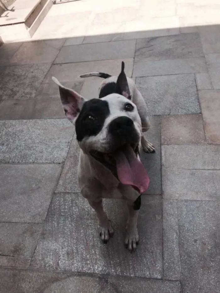 Cachorro ra a Pit bull idade 5 anos nome Pirata