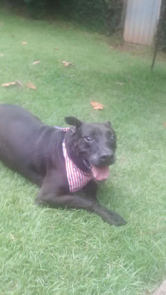 Cachorro ra a Srd idade 4 anos nome Onix