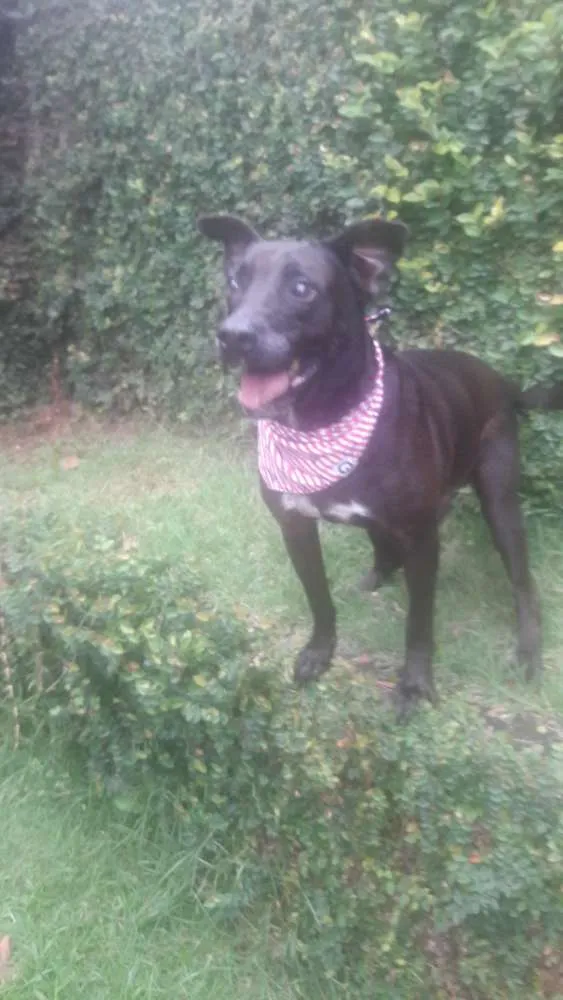 Cachorro ra a Srd idade 4 anos nome Onix