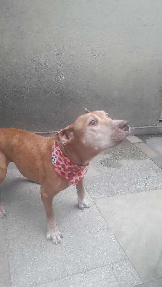 Cachorro ra a Pit bull idade 6 ou mais anos nome Happy