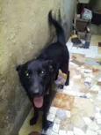 Belinha