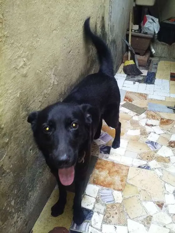 Cachorro ra a  idade 3 anos nome Belinha