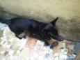 Belinha