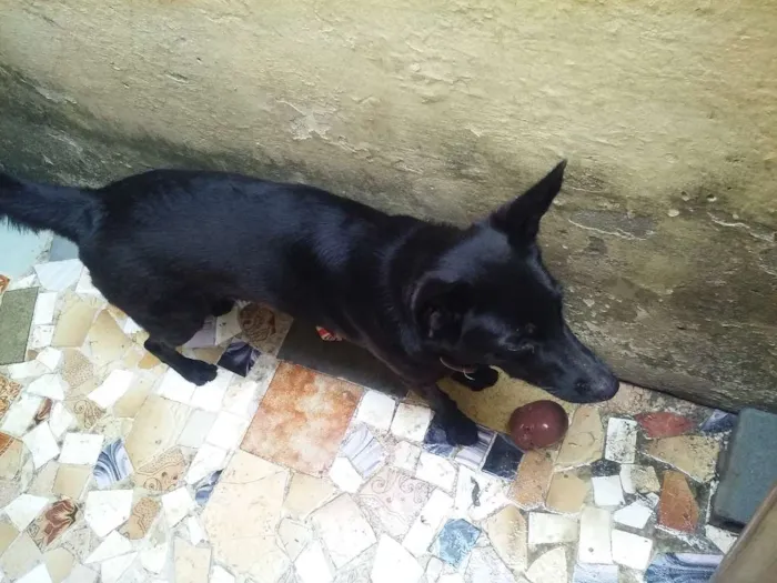 Cachorro ra a  idade 3 anos nome Belinha