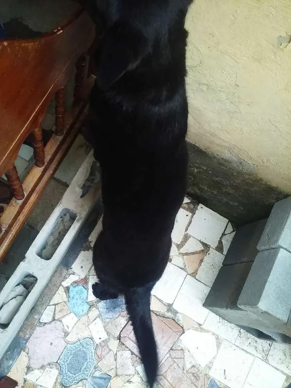Cachorro ra a  idade 3 anos nome Belinha