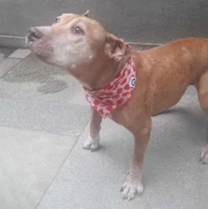 Cachorro raça Pit bull idade 6 ou mais anos nome Happy