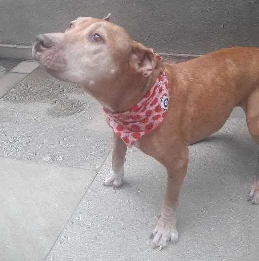 Cachorro ra a Pit bull idade 6 ou mais anos nome Happy
