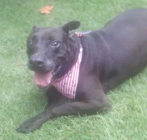 Cachorro ra a Srd idade 4 anos nome Onix