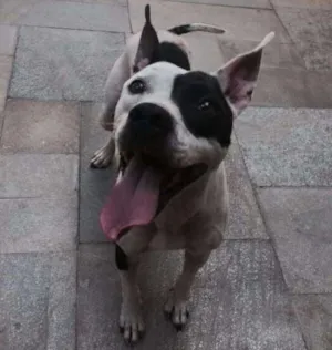 Cachorro raça Pit bull idade 5 anos nome Pirata