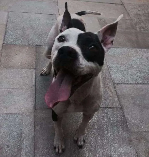 Cachorro ra a Pit bull idade 5 anos nome Pirata