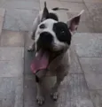 Pirata