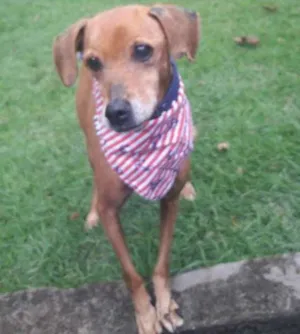 Cachorro raça Srd idade 6 ou mais anos nome Bud