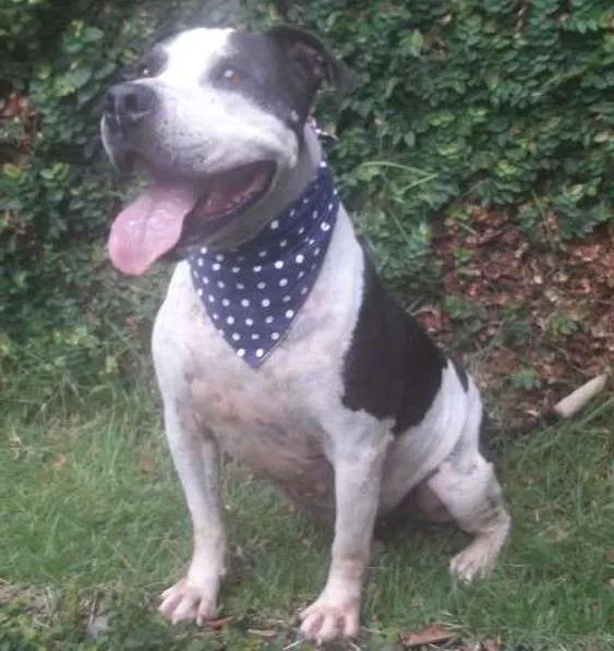Cachorro ra a Pit bull idade 3 anos nome Tristão 