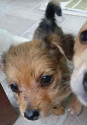 Cachorro raça Vira lata idade Abaixo de 2 meses nome Não tem 