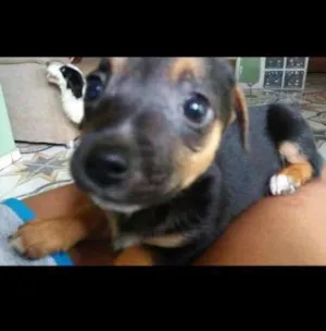 Cachorro raça Vira lata idade Abaixo de 2 meses nome Não tem ainda