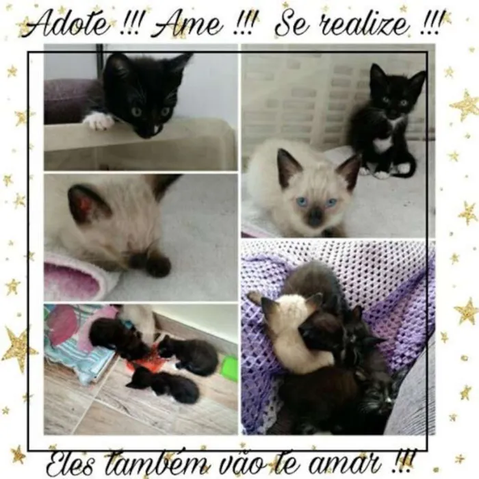 Gato ra a  idade Abaixo de 2 meses nome Não tem