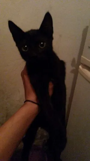 Gato raça  idade 2 a 6 meses nome 33597241