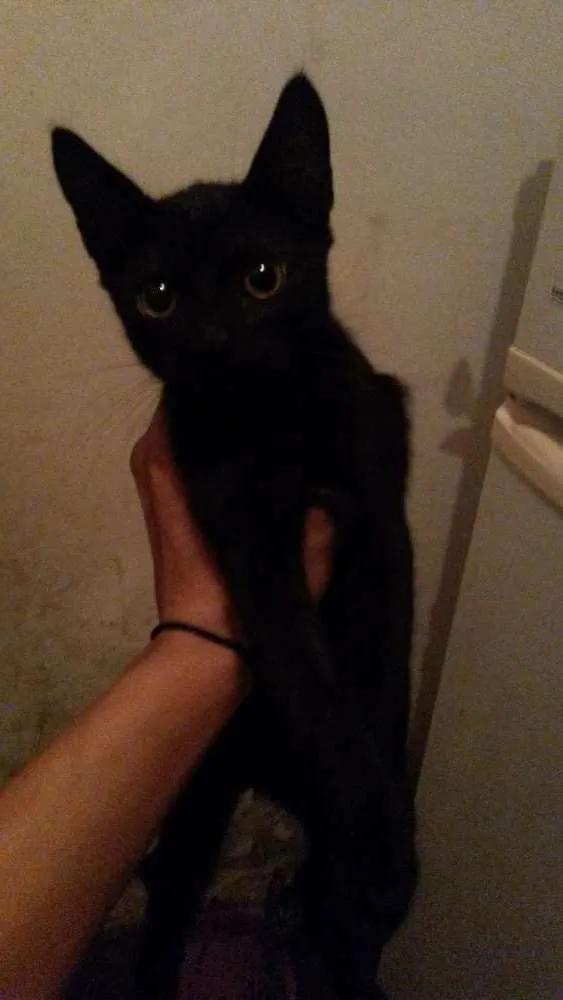Gato ra a  idade 2 a 6 meses nome 33597241