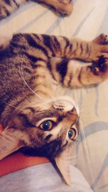 Gato ra a Vira Lata idade 7 a 11 meses nome Sid