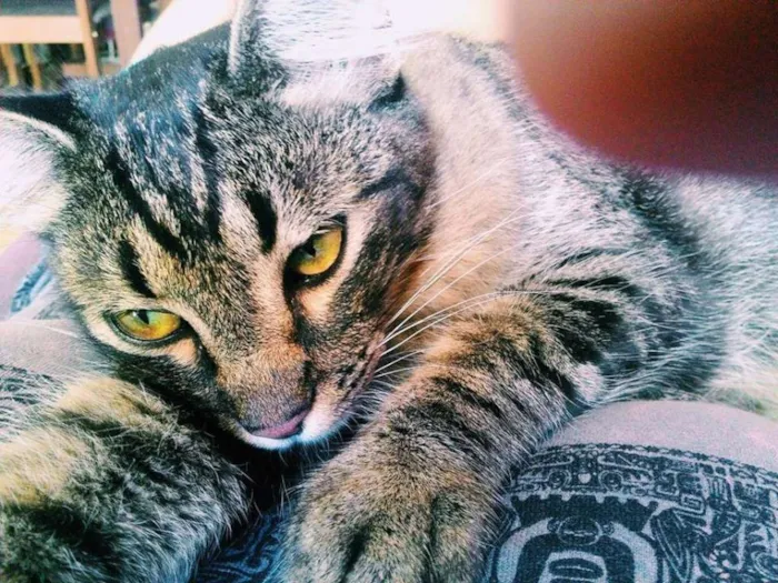 Gato ra a Vira Lata idade 7 a 11 meses nome Sid