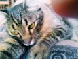 Sid