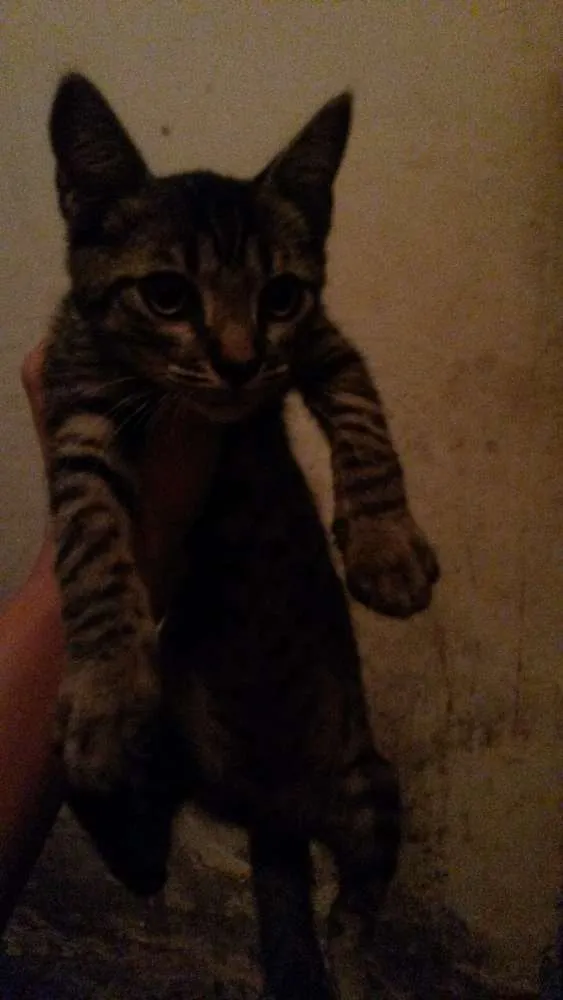 Gato ra a  idade 2 a 6 meses nome 33597241