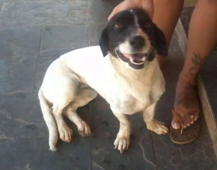 Cachorro raça Vira-lata idade 3 anos nome Nina