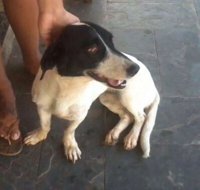 Cachorro raça Vira-lata idade 3 anos nome Nina