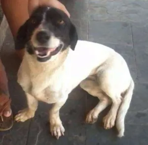 Cachorro raça Vira-lata idade 3 anos nome Nina