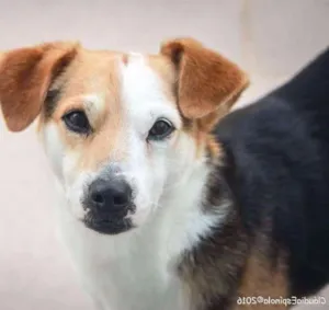 Cachorro raça SRD  idade 2 anos nome Edy