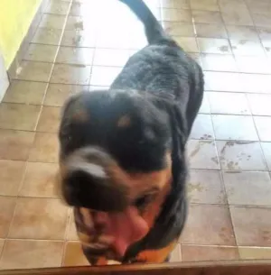 Cachorro raça Rottweiler idade 1 ano nome Tyson