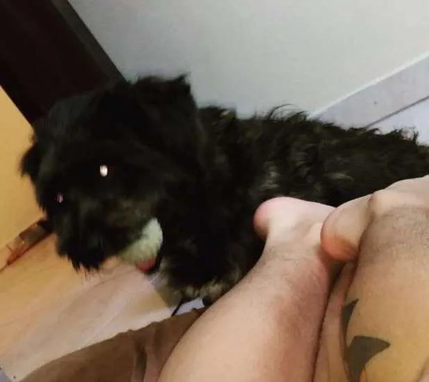 Cachorro ra a Poodle  idade  nome Benjamin (jaming)