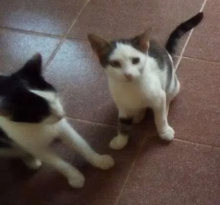 Gato ra a mestiço idade 2 a 6 meses nome gatinhos