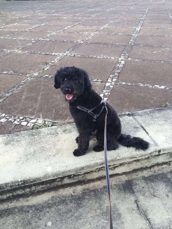 Cachorro ra a poodle idade 2 anos nome Blacker