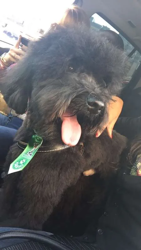 Cachorro ra a poodle idade 2 anos nome Blacker