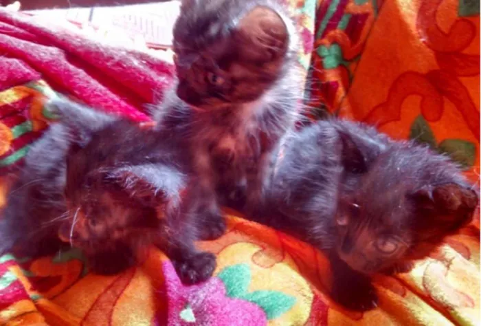 Gato ra a SRD idade 2 a 6 meses nome Não Tem