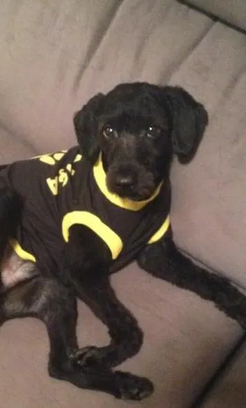 Cachorro ra a poodle idade 2 anos nome Blacker