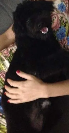 Cachorro ra a poodle idade 2 anos nome Blacker
