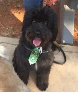 Cachorro ra a poodle idade 2 anos nome Blacker