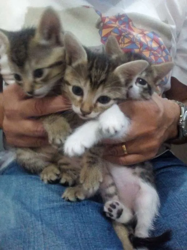 Gato ra a gato idade Abaixo de 2 meses nome Sem nome
